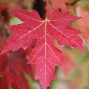 Celebration Maple Tree Live Plant – 1-2 ft Tall, Quart Pot, Fast Growing, Vibrant Fall Color, Outdoor Shade Tree - Image 2