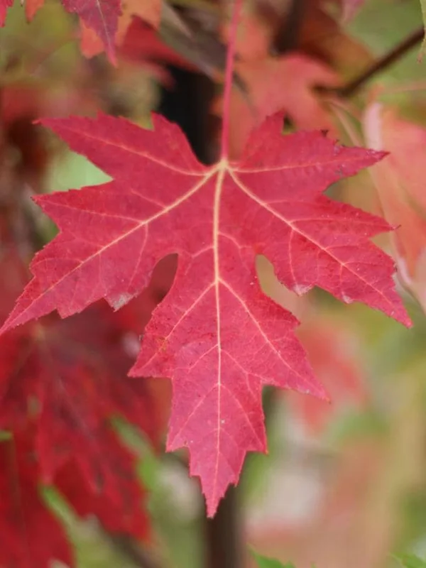 Celebration Maple Tree Live Plant – 1-2 ft Tall, Quart Pot, Fast Growing, Vibrant Fall Color, Outdoor Shade Tree - Image 2