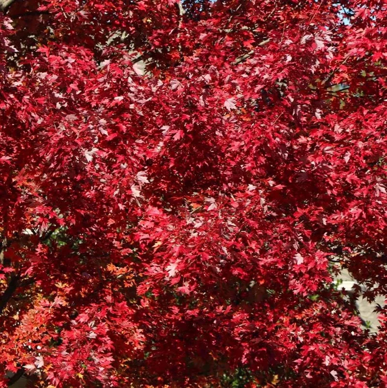 Celebration Maple Tree Live Plant – 1-2 ft Tall, Quart Pot, Fast Growing, Vibrant Fall Color, Outdoor Shade Tree - Image 3