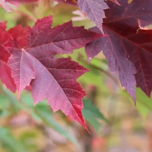 Celebration Maple Tree Live Plant – 1-2 ft Tall, Quart Pot, Fast Growing, Vibrant Fall Color, Outdoor Shade Tree - Image 4