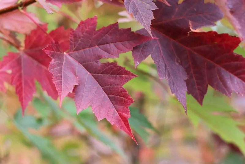 Celebration Maple Tree Live Plant – 1-2 ft Tall, Quart Pot, Fast Growing, Vibrant Fall Color, Outdoor Shade Tree - Image 4