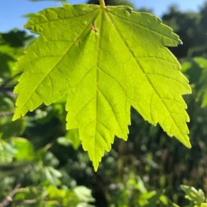 Celebration Maple Tree Live Plant – 1-2 ft Tall, Quart Pot, Fast Growing, Vibrant Fall Color, Outdoor Shade Tree - Image 1