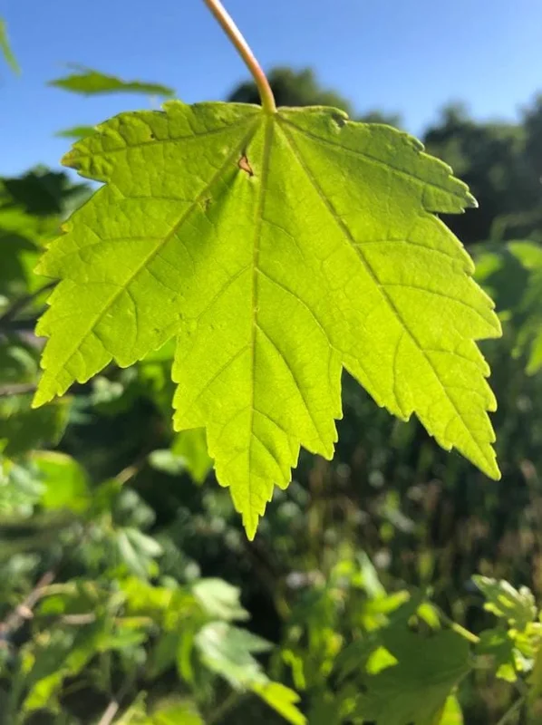 Celebration Maple Tree Live Plant – 1-2 ft Tall, Quart Pot, Fast Growing, Vibrant Fall Color, Outdoor Shade Tree - Image 1