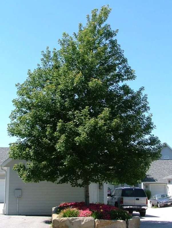 Celebration Maple Tree Live Plant – 1-2 ft Tall, Quart Pot, Fast Growing, Vibrant Fall Color, Outdoor Shade Tree - Image 7