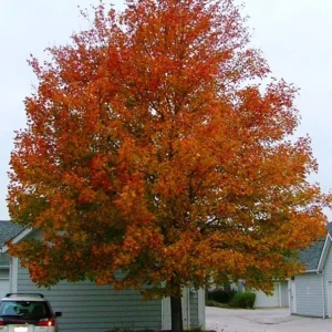 Celebration Maple Tree Live Plant – 1-2 ft Tall, Quart Pot, Fast Growing, Vibrant Fall Color, Outdoor Shade Tree - Image 8
