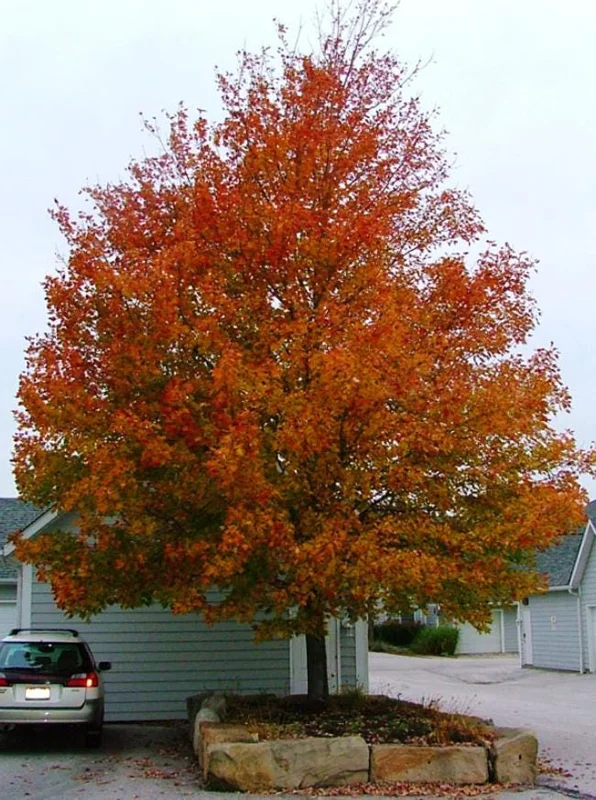 Celebration Maple Tree Live Plant – 1-2 ft Tall, Quart Pot, Fast Growing, Vibrant Fall Color, Outdoor Shade Tree - Image 8