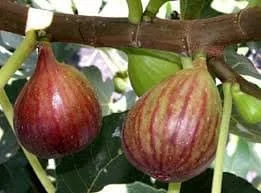 Celeste Fig Tree Live Plant – 6" Tall in 4" Pot – Sweet Fruit – Outdoor - Image 1