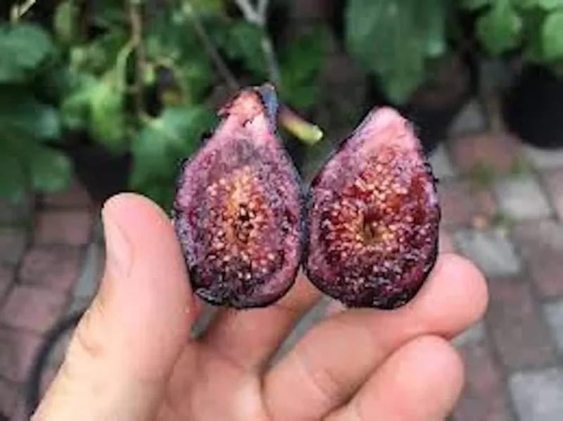 Celeste Fig Tree Starter Plug - Cold Hardy Sugar Fig