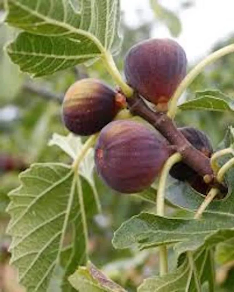 Celeste Fig Tree Starter Plug - Cold Hardy Sugar Fig