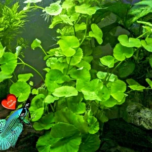 Centella Asiatica Live Aquarium Plant - Betta Wort Fish Tank Plant, 3-5 Plants - Image 2