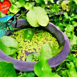 Centella Asiatica Live Aquarium Plant - Betta Wort Fish Tank Plant, 3-5 Plants - Image 4