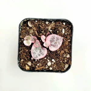 Ceropegia woodii Variegated String of Hearts Live Succulent Plant – Indoor Trailing Vine - Image 5