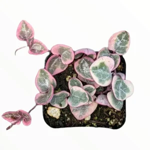 Ceropegia woodii Variegated String of Hearts Live Succulent Plant – Indoor Trailing Vine - Image 9