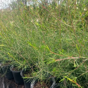 Chamelaucium Waxflower 'Purple Pride' Live Plant 1-2 ft Tall in 6" Pot - Image 2