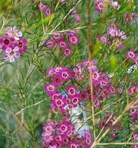 Chamelaucium Waxflower 'Purple Pride' Live Plant 1-2 ft Tall in 6" Pot - Image 1