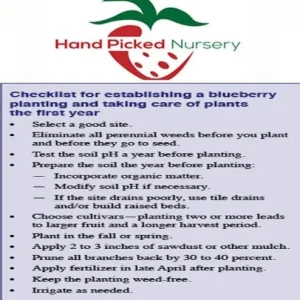 Chandler Blueberry Live Plant – 1 Quart Pot – 10-12