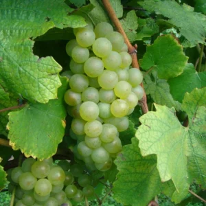 Chardonnay Grape Vine – 2 Bare Root Live Plants – White Wine Variety – Outdoor - Image 1