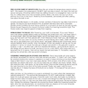 Charisma Amaryllis Bulb - Large Red & White Winter Flowering Bulb, 24/26cm - Image 3