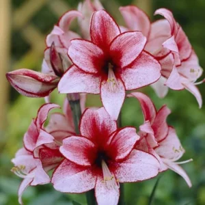 Charisma Amaryllis Bulb - Large Red & White Winter Flowering Bulb, 24/26cm - Image 4
