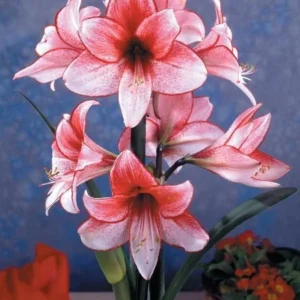 Charisma Amaryllis Bulb - Large Red & White Winter Flowering Bulb, 24/26cm - Image 5