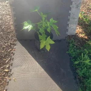 Chaya Plant Live - Mexican Spinach Leafy Green Vegetable in 4