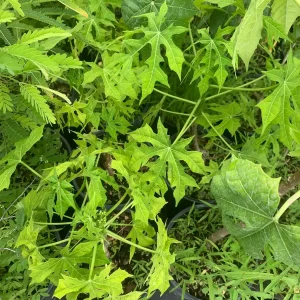 Chaya Plant Live - Mexican Spinach Leafy Green Vegetable in 4