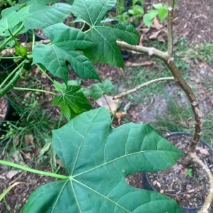 Chaya Plant Live - Mexican Spinach Leafy Green Vegetable in 4