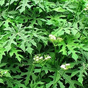 Chaya Plant - Mexican Spinach Live Plant - 4-inch Pot - Edible Green Vegetable - Image 1