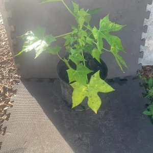 Chaya Plant - Mexican Spinach Live Plant - 4-inch Pot - Edible Green Vegetable - Image 4