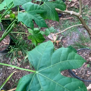 Chaya Plant - Mexican Spinach Live Plant - 4-inch Pot - Edible Green Vegetable - Image 7