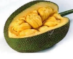 Cheena Jackfruit Tree Live Plant – Grafted – 2-3 ft Tall – 3 Gallon Pot - Image 1