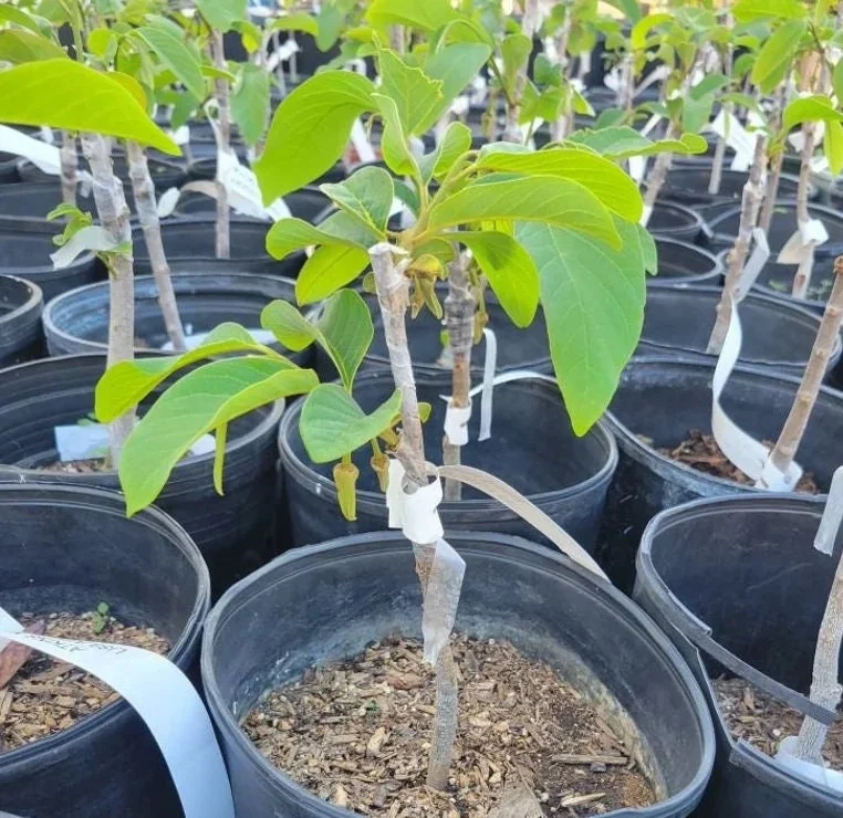 Cherimoya El Bumpo Grafted Live Plant Tree - 1 to 2 Feet Tall - Ship in 3 Gallon Pot - Image 2