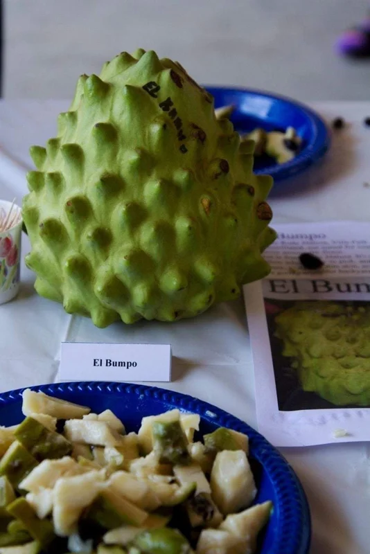 Cherimoya El Bumpo Grafted Live Plant Tree - 1 to 2 Feet Tall - Ship in 3 Gallon Pot - Image 1