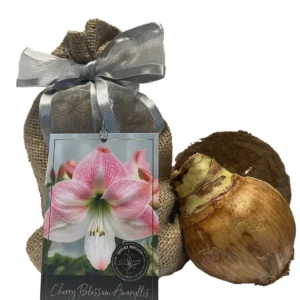 Cherry Blossom Amaryllis Growing Kit - Bulb, Rustic Tin Pot, Medium, 20-24in Tall - Image 2