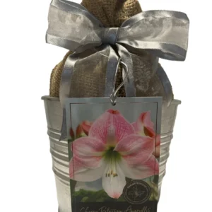 Cherry Blossom Amaryllis Growing Kit - Bulb, Rustic Tin Pot, Medium, 20-24in Tall - Image 1