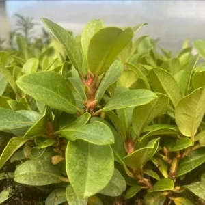 Cherry Cheesecake Rhododendron Live Plant - Evergreen Shrub - 4 inch Pot - Image 3