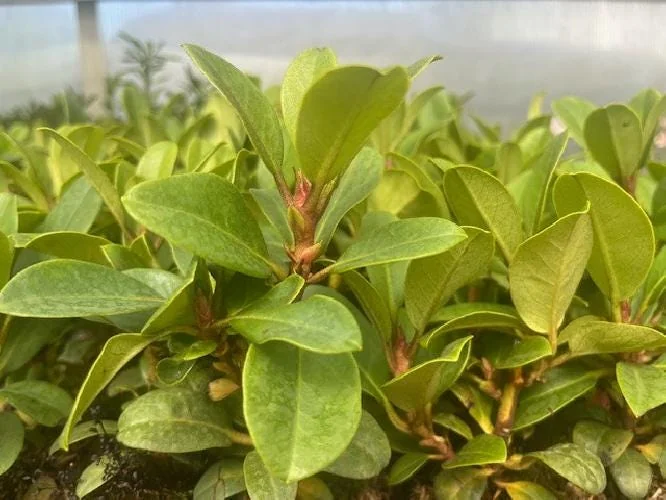 Cherry Cheesecake Rhododendron Live Plant - Evergreen Shrub - 4 inch Pot - Image 3