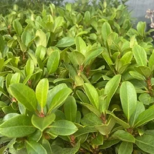 Cherry Cheesecake Rhododendron Live Plant - Evergreen Shrub - 4 inch Pot - Image 4