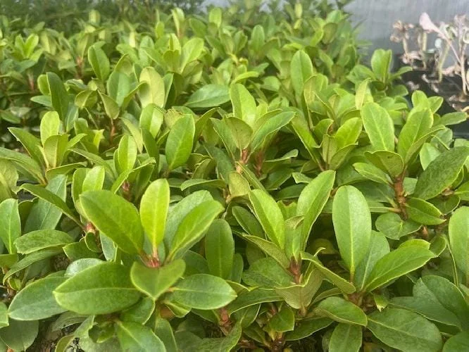 Cherry Cheesecake Rhododendron Live Plant - Evergreen Shrub - 4 inch Pot - Image 4