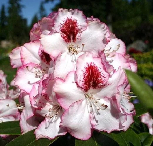 Cherry Cheesecake Rhododendron Live Plant - Evergreen Shrub - 4 inch Pot - Image 1
