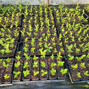 Cherry Laurel Live Plant – Prunus Caroliniana – 4-6 inch Tall – 4 inch Container - Image 4