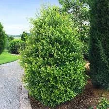 Cherry Laurel Live Plant - Prunus laurocerasus - 4 inch Pot - Evergreen Hedge Shrub - Image 2