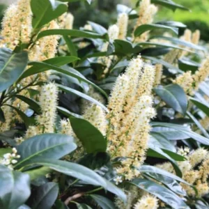 Cherry Laurel Live Plant Seedlings - Set of 2, 6-12 inches, 2.5-inch Pot, Outdoor Evergreen Shrub - Image 2