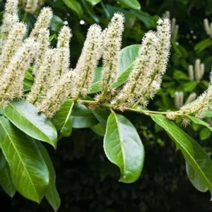 Cherry Laurel Live Plant Seedlings - Set of 2, 6-12 inches, 2.5-inch Pot, Outdoor Evergreen Shrub - Image 3