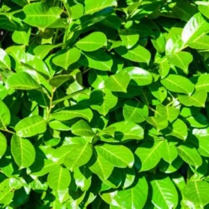 Cherry Laurel Live Plant Seedlings - Set of 2, 6-12 inches, 2.5-inch Pot, Outdoor Evergreen Shrub - Image 5