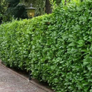 Cherry Laurel Live Plant Seedlings - Set of 2, 6-12 inches, 2.5-inch Pot, Outdoor Evergreen Shrub - Image 7