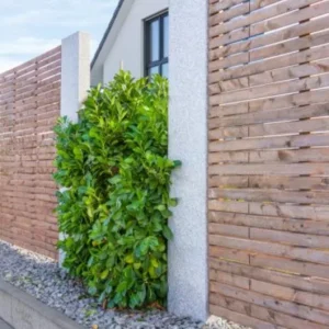 Cherry Laurel Live Plant Seedlings - Set of 2, 6-12 inches, 2.5-inch Pot, Outdoor Evergreen Shrub - Image 9