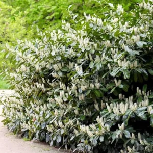 Cherry Laurel Live Plant Seedlings - Set of 2, 6-12 inches, 2.5-inch Pot, Outdoor Evergreen Shrub - Image 1