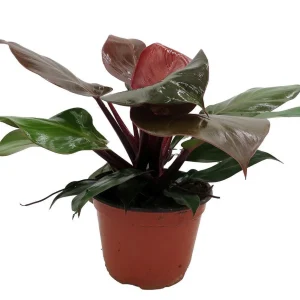 Cherry Red Philodendron Live Plant – 6 inch Pot – Indoor Houseplant - Image 1