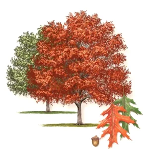 Cherrybark Oak Tree Live Plant (Quercus pagoda) - 12-16 Inches Tall - Set of 2, Outdoor - Image 3